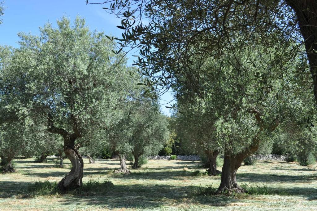 Masseria Costanza プティニャーノ エクステリア 写真