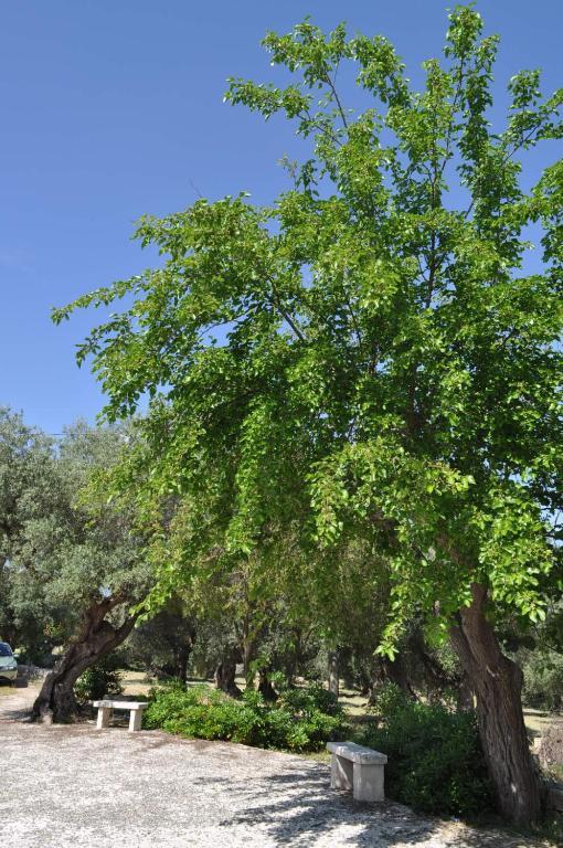 Masseria Costanza プティニャーノ エクステリア 写真